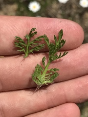 Matricaria