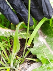 Plantago lanceolata