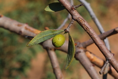 Agelanthus natalitius