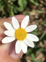 Matricaria