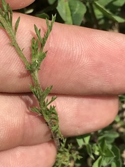 Matricaria