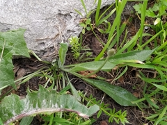 Plantago lanceolata