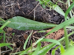 Plantago lanceolata