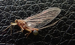 Serratella ignita