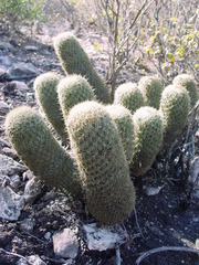 Coryphantha erecta