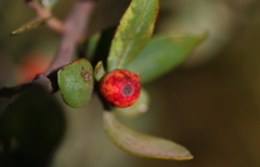 Agelanthus natalitius