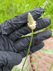 Plantago lanceolata