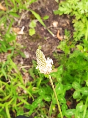 Plantago lanceolata