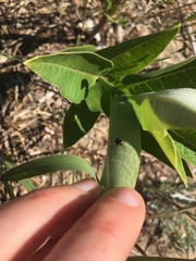 Brachiacantha ursina
