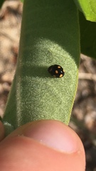 Brachiacantha ursina