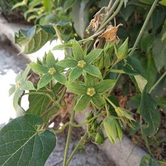 Gonolobus grandiflorus