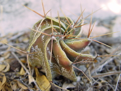 Astrophytum ornatum