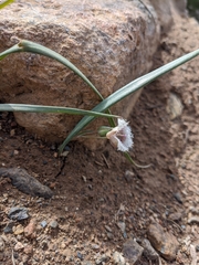Calochortus elegans nanus