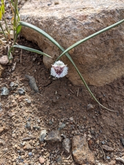 Calochortus elegans nanus