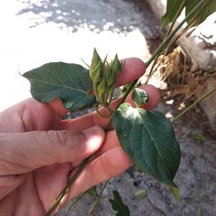 Gonolobus grandiflorus