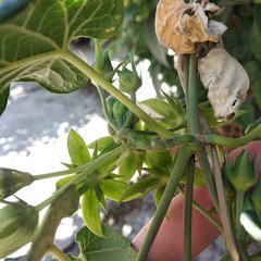 Gonolobus grandiflorus