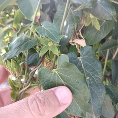 Gonolobus grandiflorus