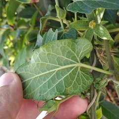 Gonolobus grandiflorus