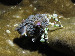 Cyclocoeloma tuberculatum