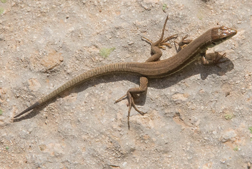 Filfola Lizard, photo 8 of 8