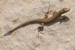 Podarcis filfolensis maltensis
