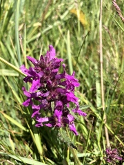Betonica officinalis