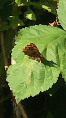 Polygonia c-album