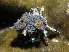 Cyclocoeloma tuberculatum