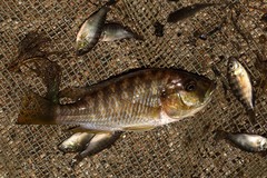 Astatotilapia calliptera