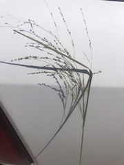 Panicum coloratum
