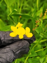 Lotus corniculatus
