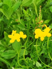 Lotus corniculatus