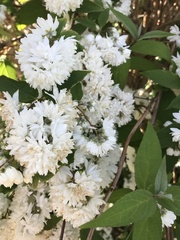 Deutzia pulchra