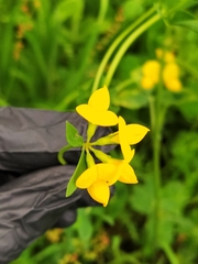 Lotus corniculatus