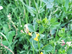Lotus corniculatus