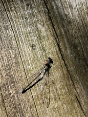 Argia tibialis