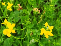 Lotus corniculatus