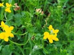 Lotus corniculatus