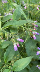 Symphytum officinale