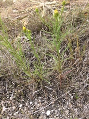 Dysodiopsis tagetoides