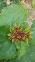Clerodendrum bungei