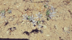 Eriastrum eremicum eremicum