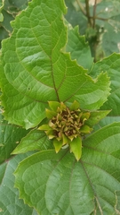 Clerodendrum bungei