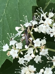 Analeptura