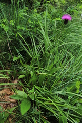 Cirsium pannonicum