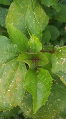 Clerodendrum bungei