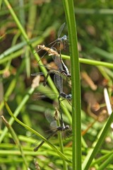 Lestes stultus