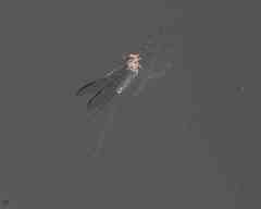 Maccaffertium mediopunctatum mediopunctatum