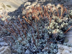 Eriogonum caespitosum