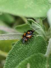 Deraeocoris schach